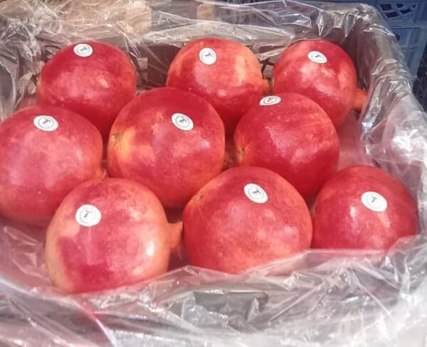 IMG-20250926-WA0005 Pomegranate