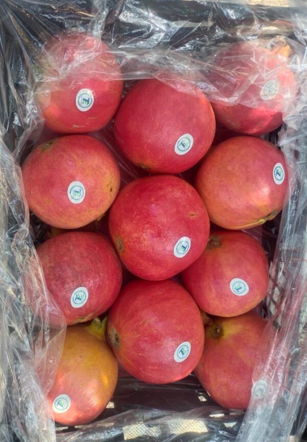 IMG-20250926-WA0006 Pomegranate