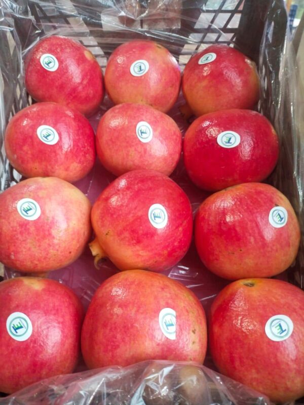 IMG-20250926-WA0007 Pomegranate