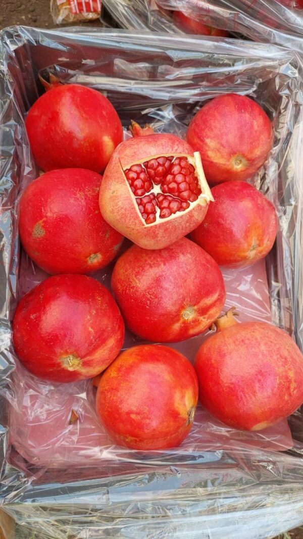 IMG-20250926-WA0011 Pomegranate