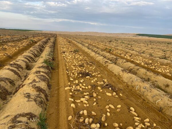 IMG-20250926-WA0013 Premium Potatoes