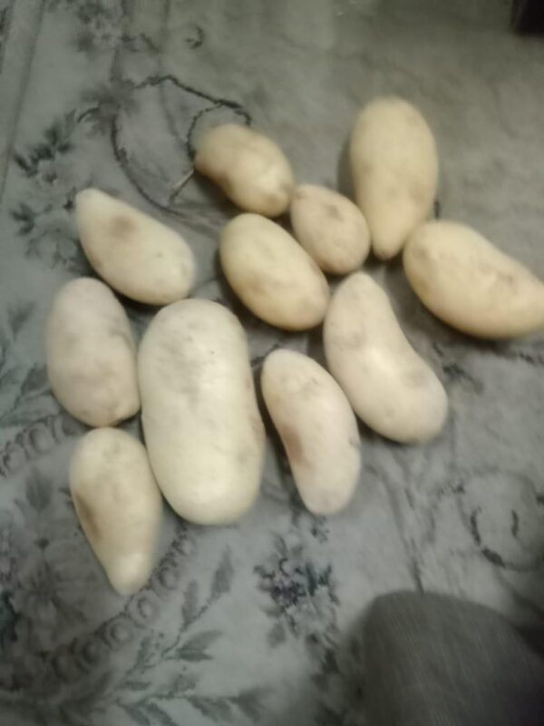 IMG-20250926-WA0014 Premium Potatoes