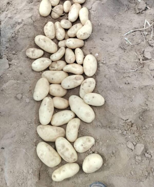 IMG-20250926-WA0020 Premium Potatoes