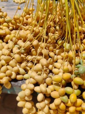 Barhi Dates