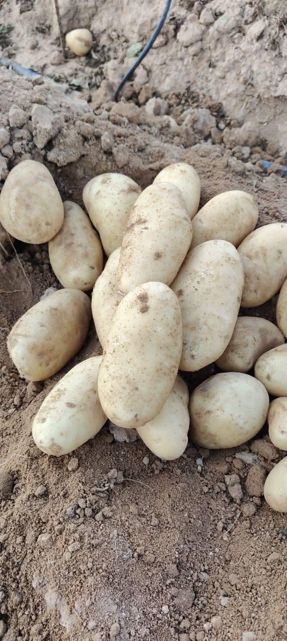 IMG-20250926-WA0028 Premium Potatoes