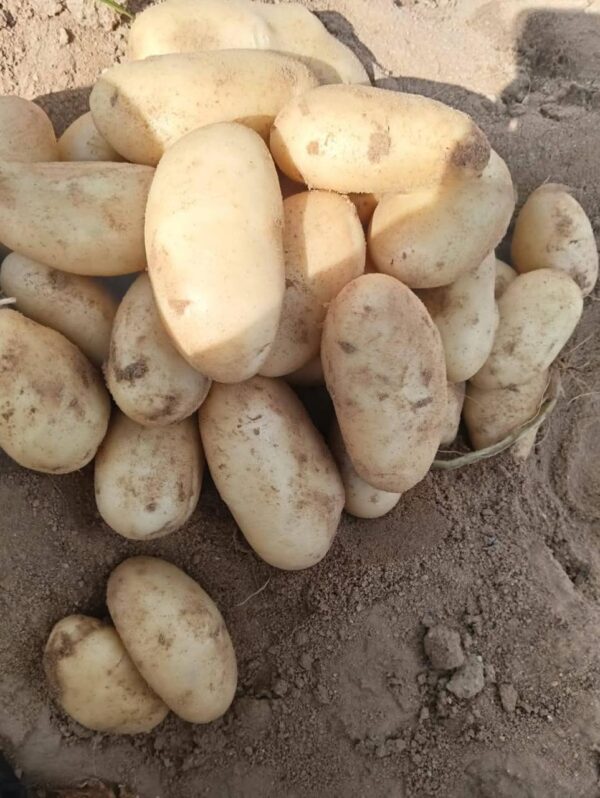 IMG-20250926-WA0031 Premium Potatoes