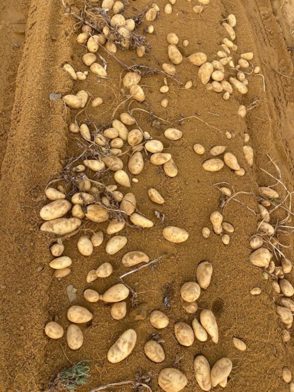 IMG-20250926-WA0033 Premium Potatoes