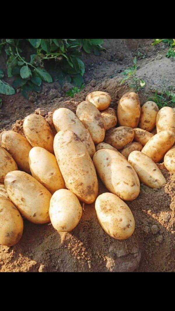 IMG-20250926-WA0034 Premium Potatoes