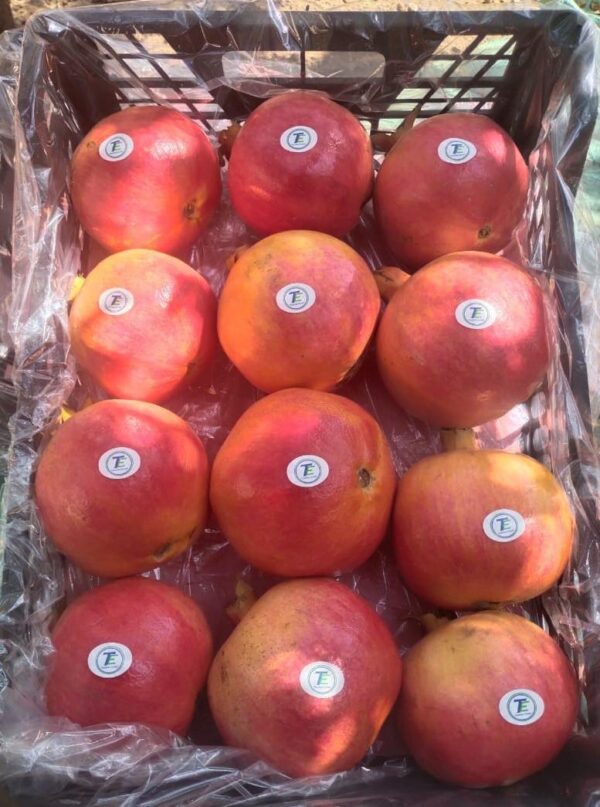 IMG-20250926-WA0035 Pomegranate